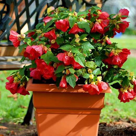 Abutilon 'Lucky Lantern Red', Flowering Maple 'Lucky Lantern Red', Abutilon hybrida 'Lucky Lantern Red', Abutilon 'Nuabred', Red Flowers, evergreen shrubs